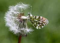 402 - MALE ORANGE TIP - O'NEILL NORMAN - united kingdom